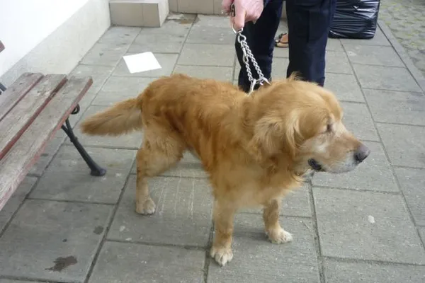Znaleziono psa, Radom, 16 kwietnia 2015
