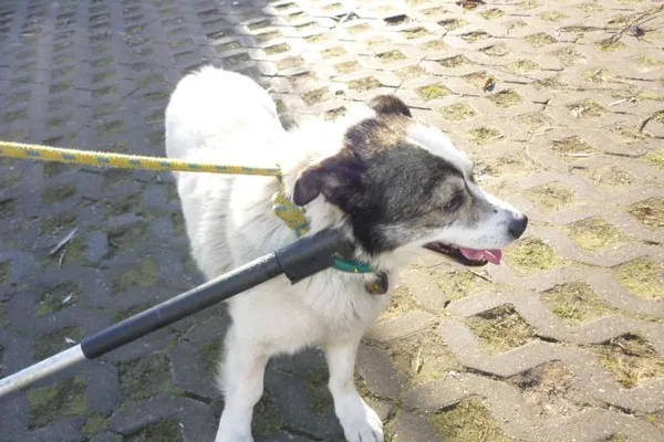 Znaleziono psa, Radom, 5 listopada 2014