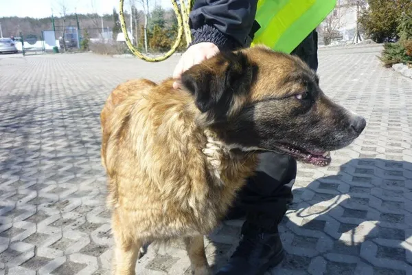 Znaleziono psa, Radom, 8 kwietnia 2013