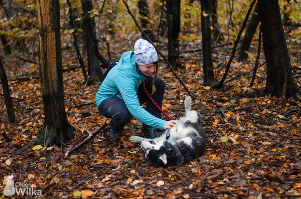 Pies do adopcji, Sosnowiec, 15 grudnia 2019 (2/5)