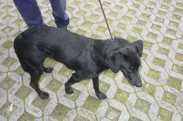 Znaleziono psa, Radom, 14 czerwca 2014