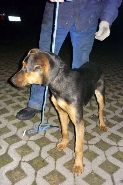 Znaleziono psa, Radom, 3 listopada 2014