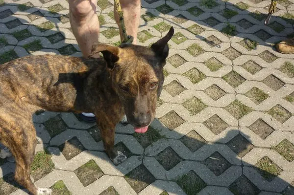 Znaleziono psa, Radom, 2 sierpnia 2014
