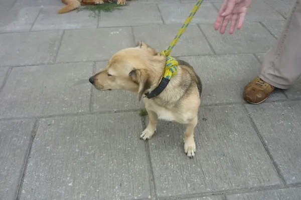 Znaleziono psa, Radom, 7 lipca 2014