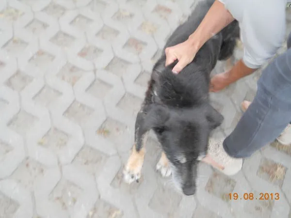 Znaleziono psa, Radom, 19 sierpnia 2013