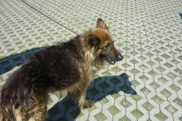 Znaleziono psa, Radom, 1 czerwca 2014
