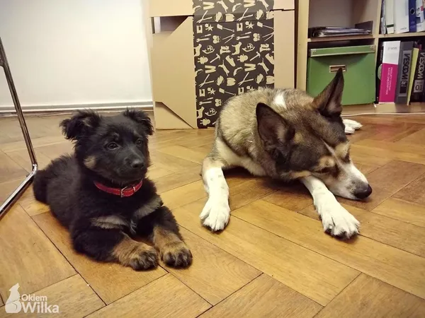 Pies do adopcji, Sosnowiec, 10 grudnia 2018 (2/4)