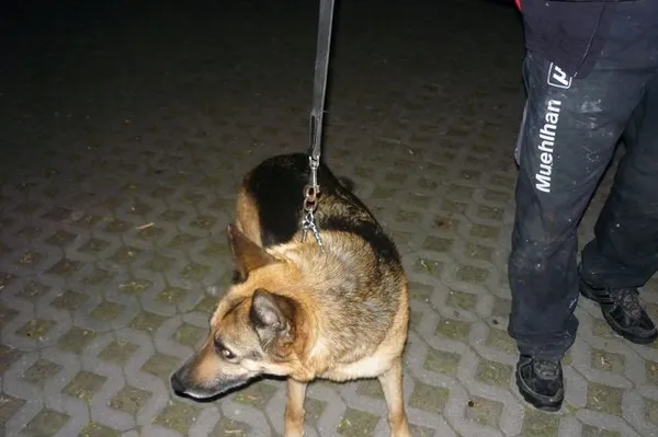 Znaleziono psa, Radom, 12 czerwca 2014
