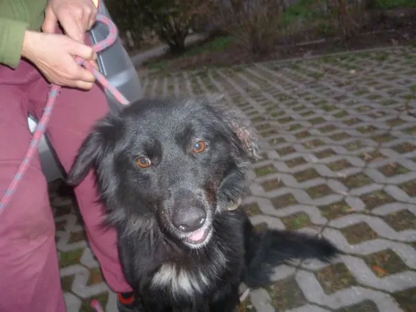 Znaleziono psa, Radom, 15 listopada 2013