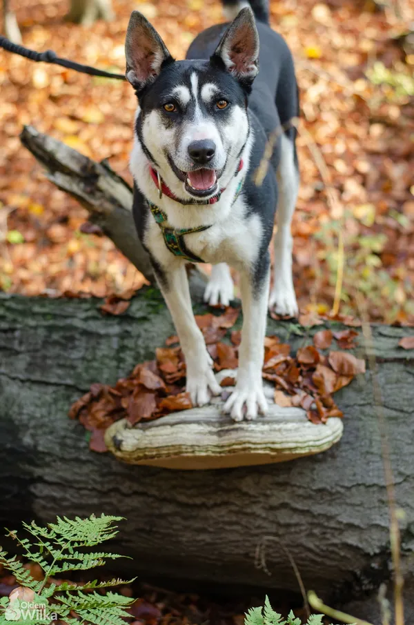 Pies do adopcji, Sosnowiec, 13 września 2020 (4/5)