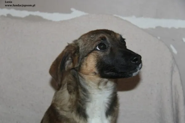 Pies do adopcji, Nowy Dwór Mazowiecki, 12 lutego 2024 (3/4)