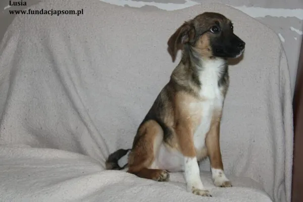 Pies do adopcji, Nowy Dwór Mazowiecki, 12 lutego 2024 (4/4)