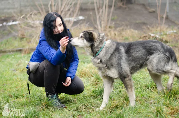 Pies do adopcji, Sosnowiec, 4 stycznia 2021 (5/5)