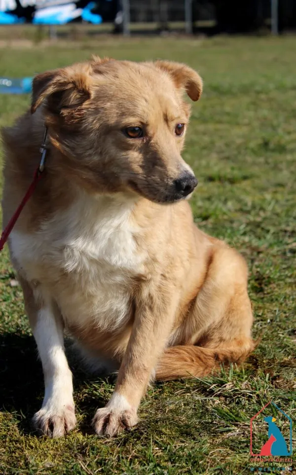 Pies do adopcji, Grudziądz, 11 kwietnia 2023 (1/5)