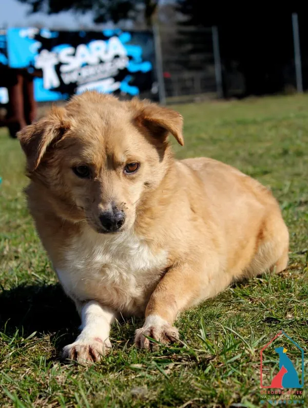 Pies do adopcji, Grudziądz, 11 kwietnia 2023 (2/5)