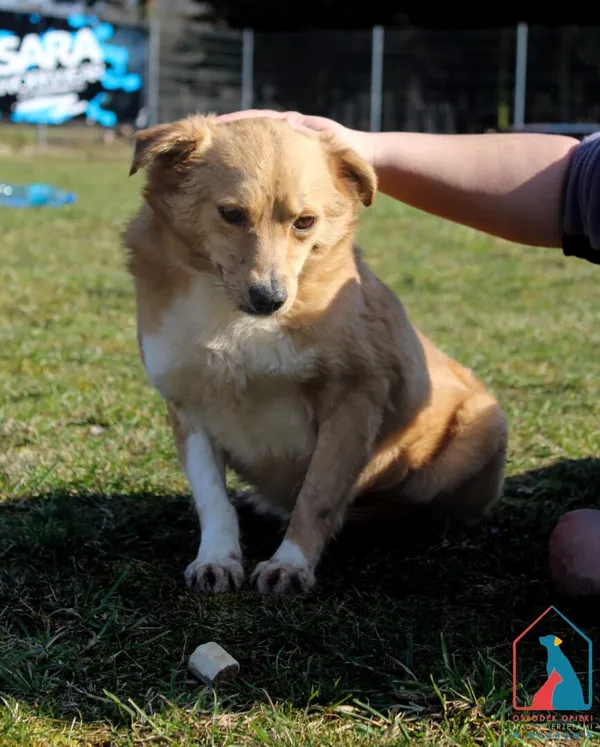 Pies do adopcji, Grudziądz, 11 kwietnia 2023 (3/5)