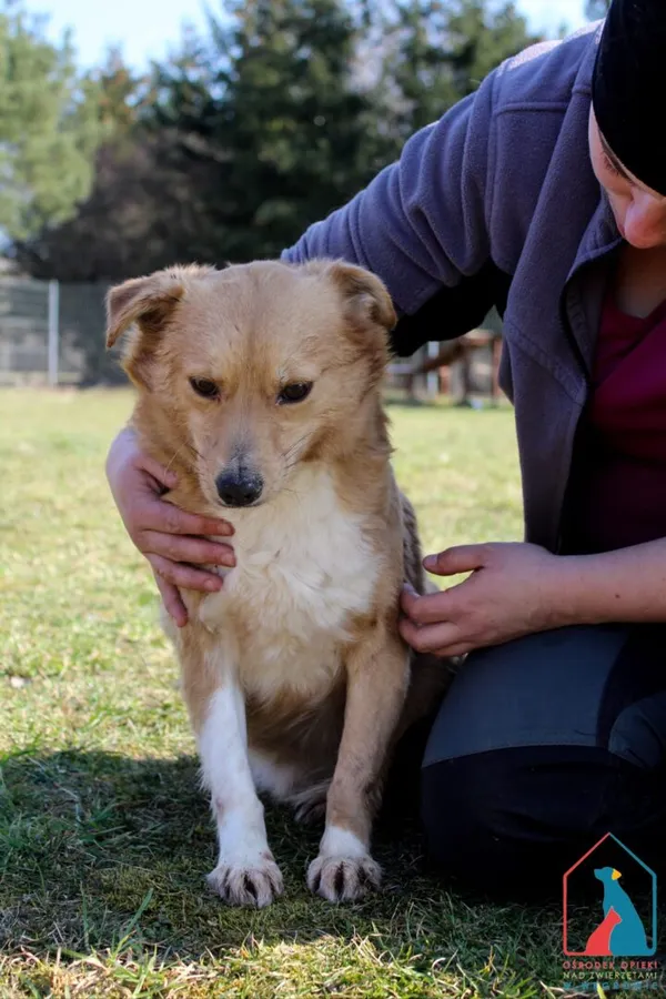 Pies do adopcji, Grudziądz, 11 kwietnia 2023 (4/5)