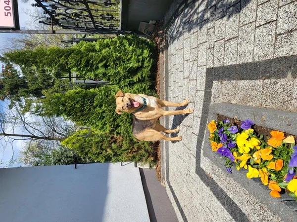 Znaleziono psa, Łódź, 25 kwietnia 2023