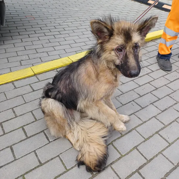 Znaleziono psa, Bydgoszcz, 24 kwietnia 2023