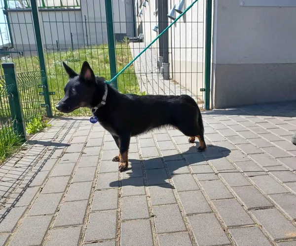 Znaleziono psa, Bydgoszcz, 21 kwietnia 2023