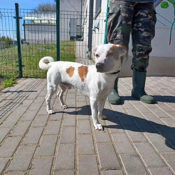 Znaleziono psa, Bydgoszcz, 21 kwietnia 2023