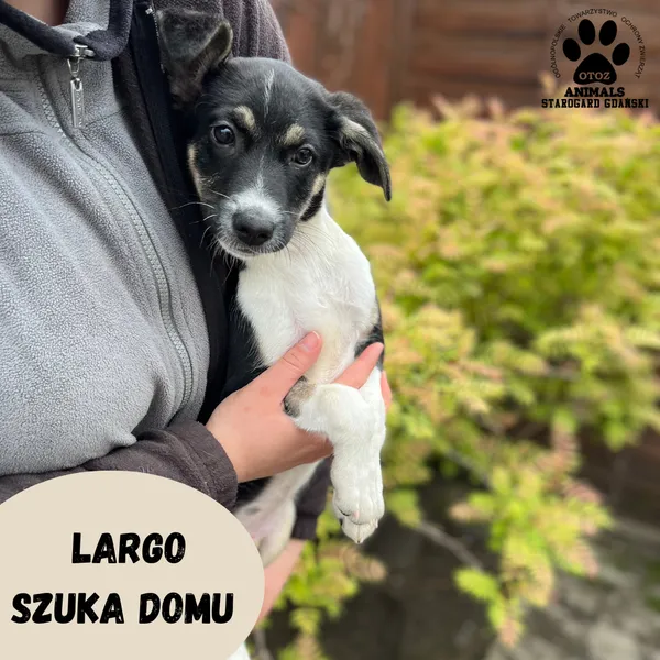 Pies do adopcji, Starogard Gdański, 27 kwietnia 2023