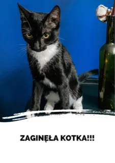Zaginął kot, Łódź, 28 kwietnia 2023