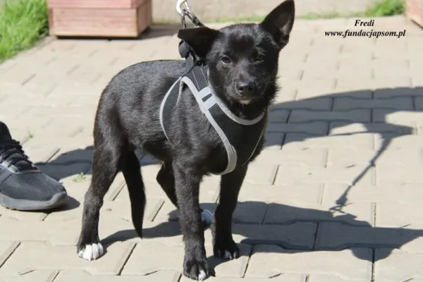 Pies do adopcji, Nowy Dwór Mazowiecki, 30 kwietnia 2023 (1/5)