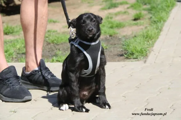 Pies do adopcji, Nowy Dwór Mazowiecki, 30 kwietnia 2023 (2/5)