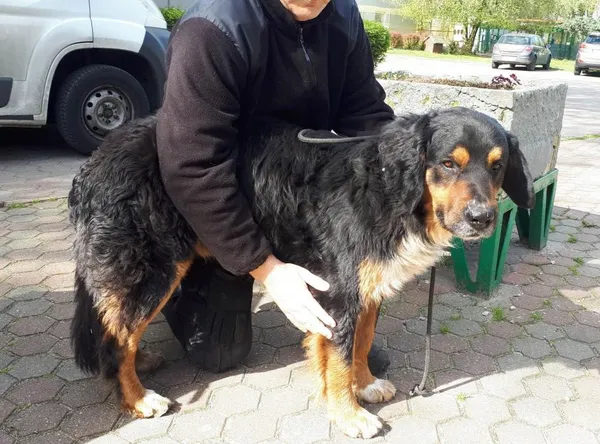 Znaleziono psa, Toruń, 26 kwietnia 2023