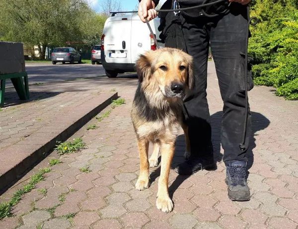 Znaleziono psa, Toruń, 26 kwietnia 2023