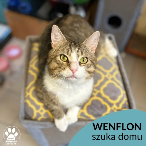 Kot do adopcji, Gdynia, 2 maja 2023