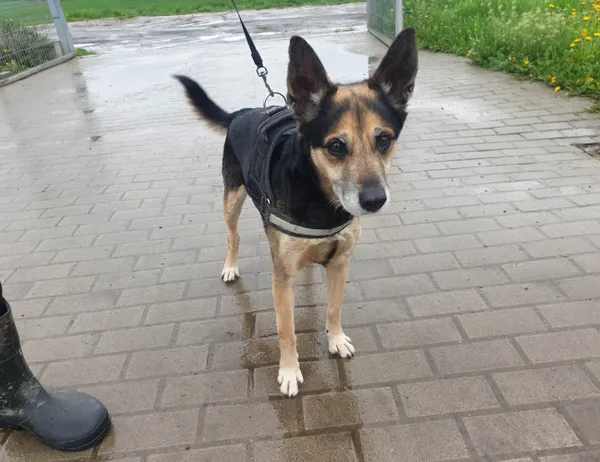 Znaleziono psa, Świdnica, 24 kwietnia 2023