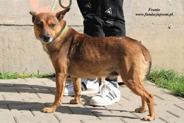 Pies do adopcji, Nowy Dwór Mazowiecki, 27 kwietnia 2023 (3/5)
