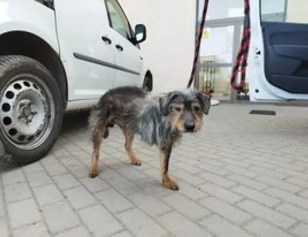 Znaleziono psa, Świdnica, 5 maja 2023
