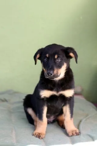 Pies do adopcji, Jabłonna, 7 maja 2023