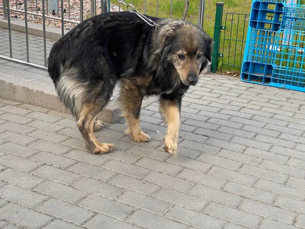 Znaleziono psa, Bydgoszcz, 5 maja 2023