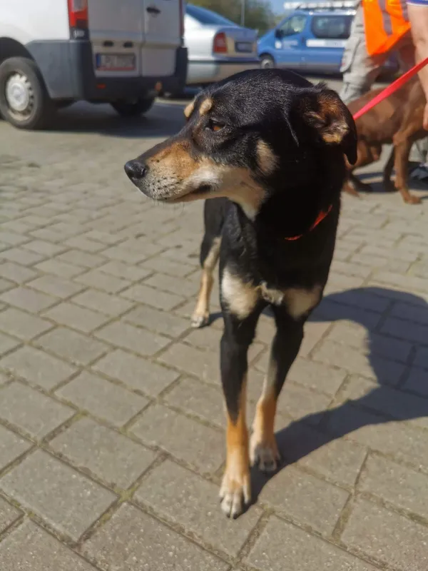 Znaleziono psa, Puławy, 24 kwietnia 2023
