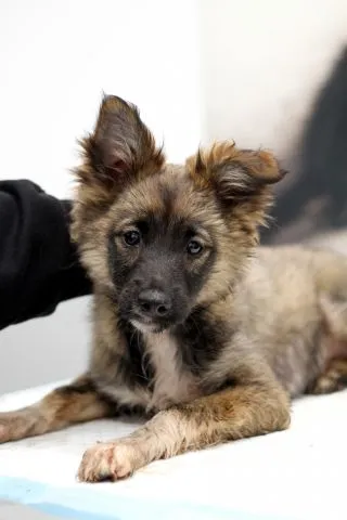 Pies do adopcji, Jabłonna, 8 maja 2023