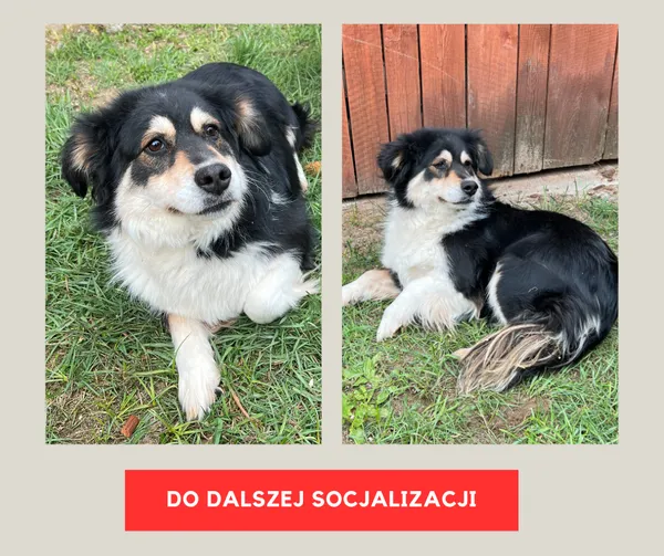 Pies do adopcji, Czartki, 8 maja 2023