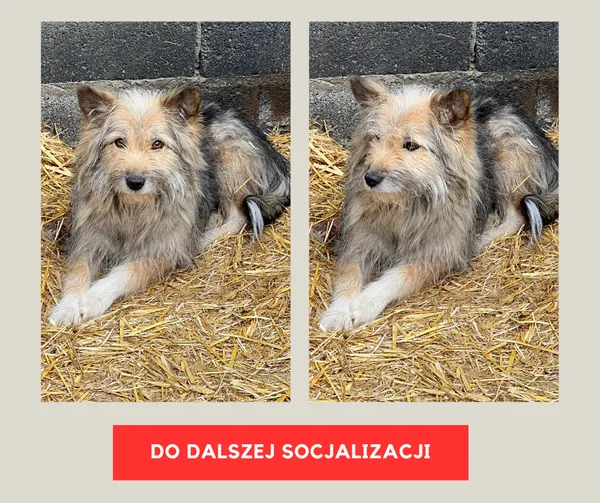 Pies do adopcji, Czartki, 8 maja 2023