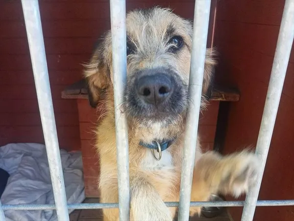Pies do adopcji, Gorzów Wielkopolski, 2 maja 2023