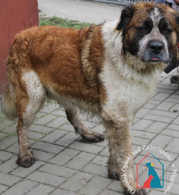 Pies do adopcji, Węgrowo, 17 kwietnia 2023 (1/5)