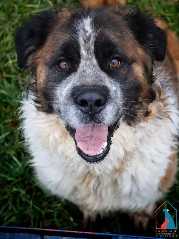 Pies do adopcji, Grudziądz, 17 kwietnia 2023 (1/5)