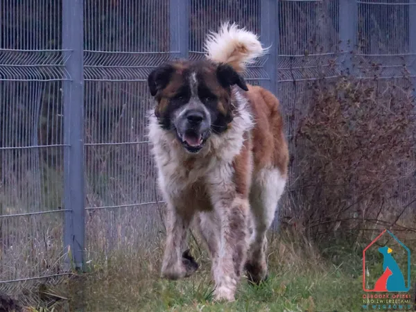 Pies do adopcji, Grudziądz, 17 kwietnia 2023 (3/5)