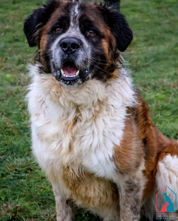 Pies do adopcji, Grudziądz, 17 kwietnia 2023 (4/5)