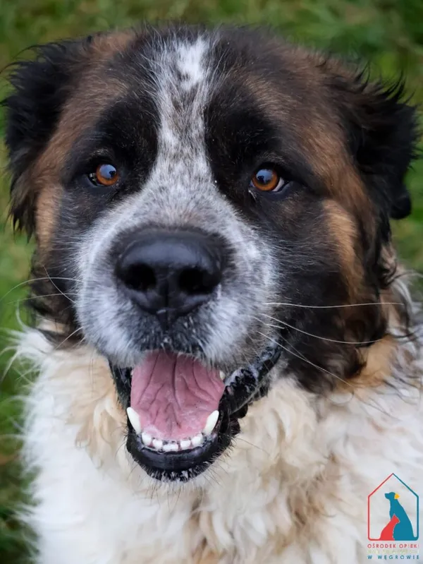 Pies do adopcji, Grudziądz, 17 kwietnia 2023 (5/5)