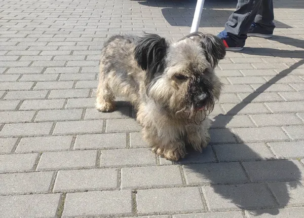 Znaleziono psa, Bydgoszcz, 8 maja 2023