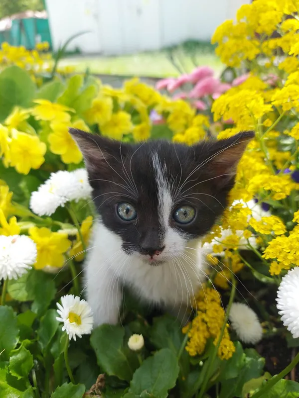 Kot do adopcji, Zielona Góra, 10 maja 2023