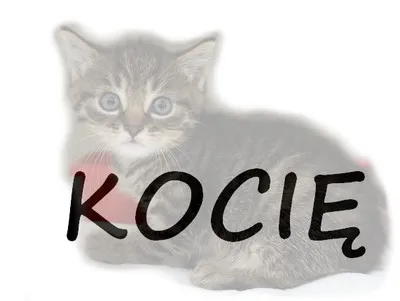 Kot do adopcji, Kraków, 24 kwietnia 2023